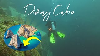 Diving in Cabo San Lucas | Land's End & Pelican Rock | Carnival Firenze