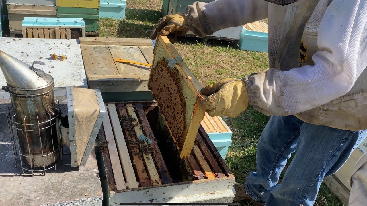 Splitting Over-wintered Colonies