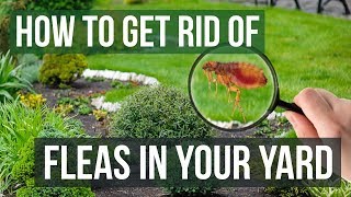 How to Get Rid of Fleas in Your Yard (4 Easy Steps)