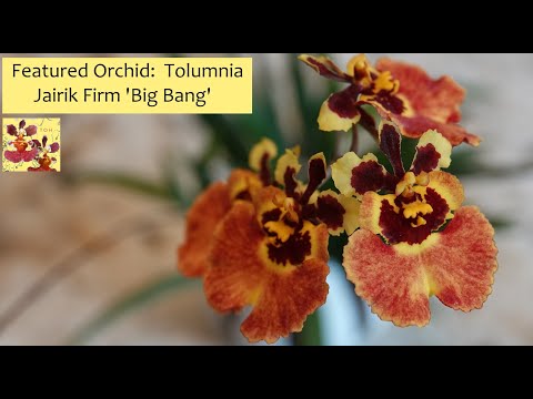 Featured Orchid:  Tolumnia Jairik Firm 'Big Bang' | Gorgeous Fans, Multiple Spikes, & Easy Care!