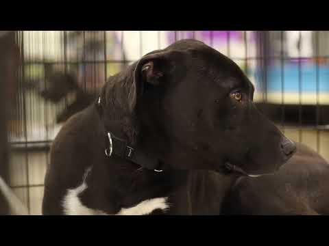 Hailes Pet Rescue