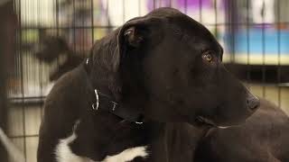 Haile's Angels Pet Rescue
