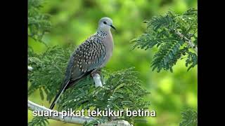 Download lagu Suara pikat tekukur betina paling ampuh untuk berburu mp3 mp3