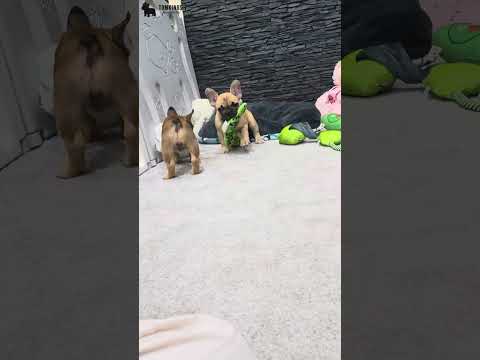 Video 1