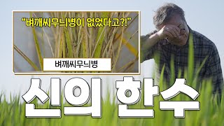 올해 벼깨씨무늬병?? 전혀 없었는데요?!????