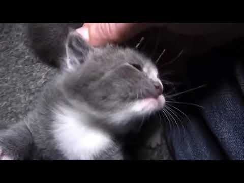 Talking Kitty Cat 49 - Kittens vs. Vacuum