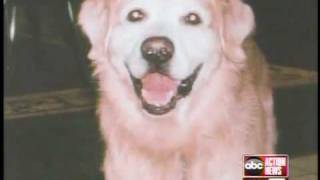 St. Petersburg police change way they deal with violent dogs