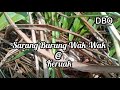Inilah Rupa Sarang Dan Telur Burung Wak Wak