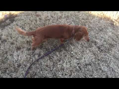 Mayas Höft/ben/ryggproblem?