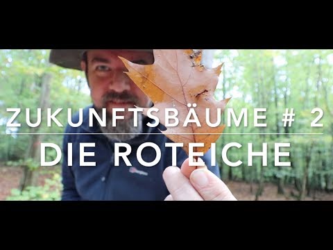 Red Oak - Trees of the Future 2