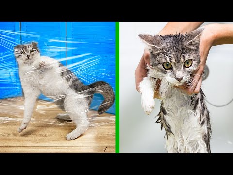 14 Mẹo Hữu Ích Cho Mèo Cưng