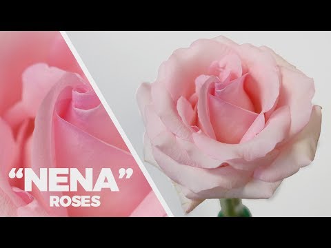 JFTV: "Nena" Pink Roses with Mike