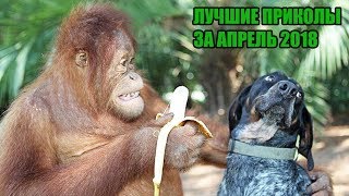 ЛУЧШИЕ ПРИКОЛЫ ЗА АПРЕЛЬ 2018 ,ДРАКИ АЛКАШЕЙ, СМЕШНЫЕ ДЕТИ
