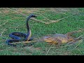 Cobra vs Monitor Lizard | Iguana vs Snakes (Full Clip) | Black Cobra HD
