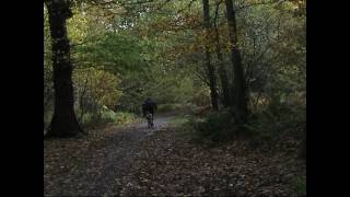 preview picture of video 'Swithland Wood Charnwood Forest Leicestershire in Autumn'