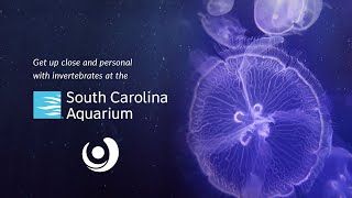 Guess Whoo? All About Barn Owls with the SOUTH CAROLINA AQUARIUM