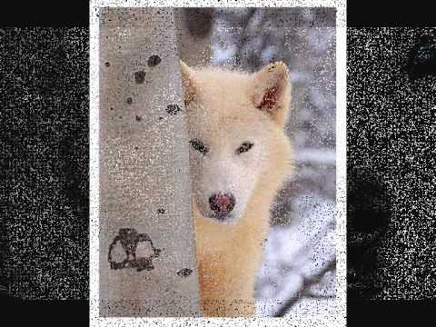 Alborada Del Inka   01   The Song of the Sun