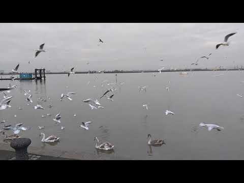 ShoreBirds Live Feeding at UK Beach | London | Wonderful View | Birds Sounds | Pelicans | Seagulls