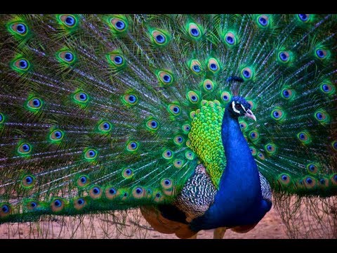 Peacock Dance Display Compilation Video | 4K