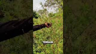 Download lagu DESA PENGHASIL GANJA TERBAIK DI DUNIA !! SELAMA RATUSAN TAHUN mp3