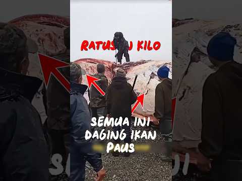 Dapat Paus Langsung Jackpot #ikan #faktaunik #whale