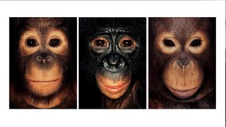 Domstol slår fast: Chimpanser har ikke ret til frihed