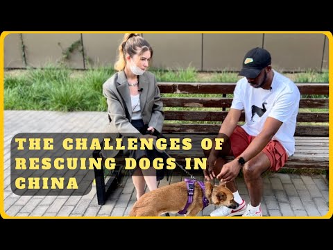 You can lose your pet if it’s not registered and given an ID in China |  #pets #dogs #animalrescue