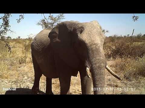African elephant breeding herd in Makgadikgadi Pans National Park.
