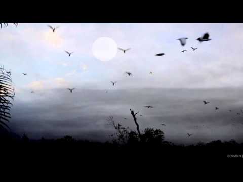 Ocean Gaya - Demon Flirt (Original Mix)