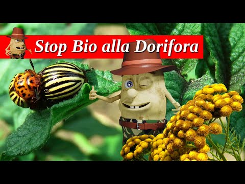Dorifora delle Patate - un sistema  Naturale efficace per combatterla a costo Zero