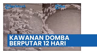 Fenomena Aneh! Kawanan Domba Berputar-putar selama 12 Hari di Dalam Kandang