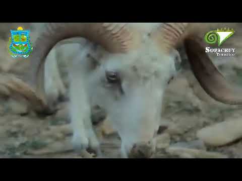 Municipio de Sopachuy la tierra del encanto del departamento de Chuquisaca