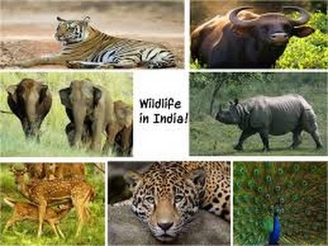 A Trip To The Zoo With Children, touring plans, tips for parents