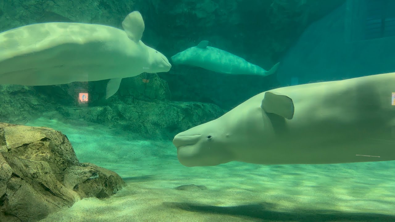 2025/09/23 ベルーガ達の夕べ【グレイ&ナナ&ニコ編】@名古屋港水族館