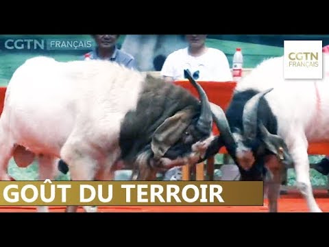 , title : 'Le goût du terroir - La viande de chèvre'