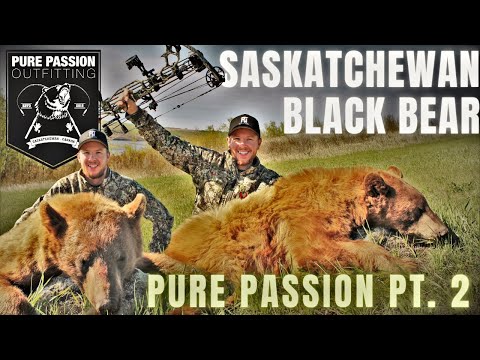 BLONDE BEAR DOWN! | Saskatchewan Black Bears