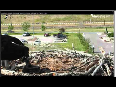HELLGATE OSPREY CAM IRIS FEEDING HER 3 CHICKS ON 6/23/2014
