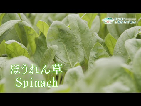 2024年8月9日(金)放送 ほうれん草ともやしのナムル