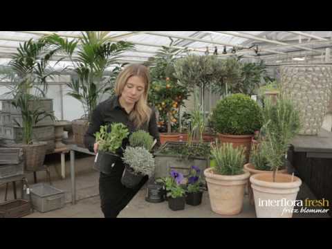 Fin vårplantering i en zinkbalja