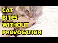Why Do Cats Bite Their Owners For No Reason