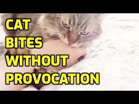 Why Do Cats Bite Their Owners For No Reason?