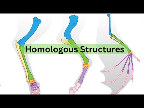 Homologous Structures