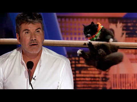 SUPER Trained Cats SURPRISE Everyone! | America's Got Talent