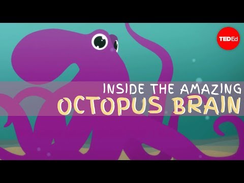 Take a Dive inside the Amazing Brain of the Octopus