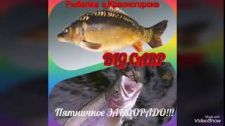 Платная рыбалка в подмосковье красногорская плотина
