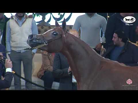 N 16 KALUA   Straight Egyptian World Championship 2021