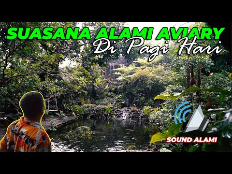 SOUND ALAMI..! BEGINILAH SUASANA HUTAN TROPIS AVIARY DI PAGI HARI.. SEMUA BURUNG LANGSUNG BERKICAU