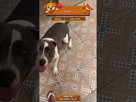 Vídeo de Luck