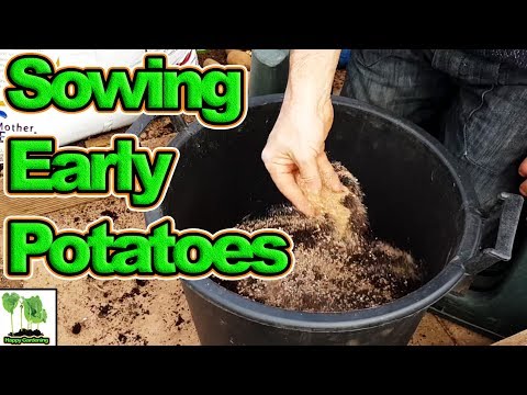 Stop Planting Early Potatoes Like This