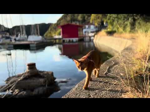 Cat walking in the harbor